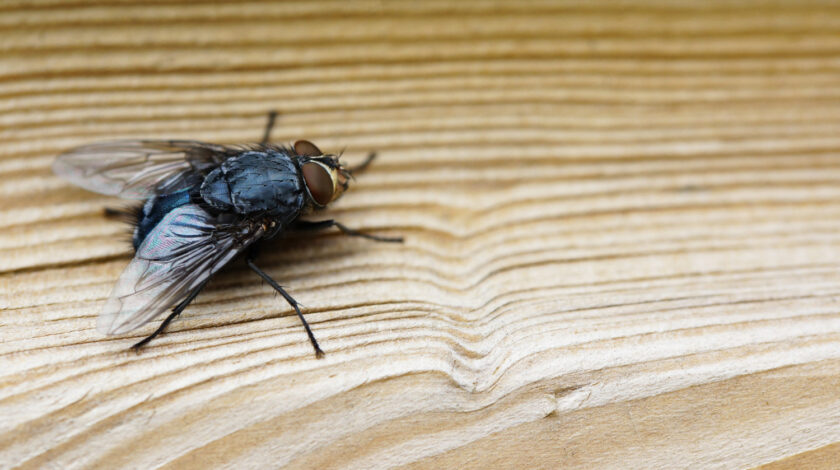Jak zabezpieczyć dom przed owadami